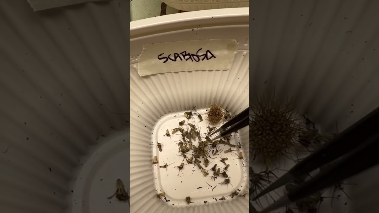 Saving Seeds: Scabiosa