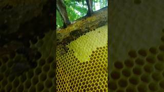 panen madu hutan supr lumber #nature #Shorts