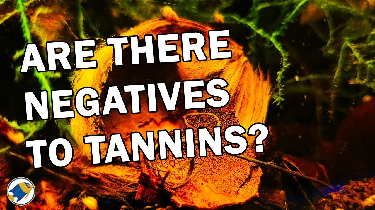 Negatives to Tannins | Does Using Botanicals Affect Plants | MR BRIGHTFRYED
