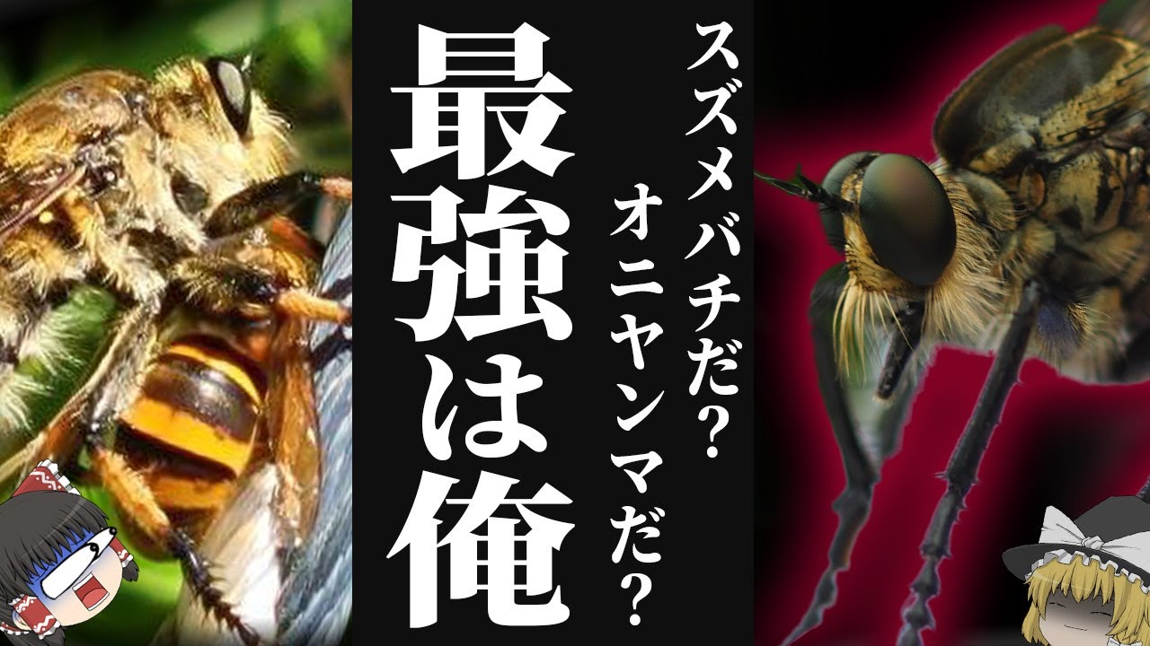 【速報】真の最強昆虫はまさかのアブだった…