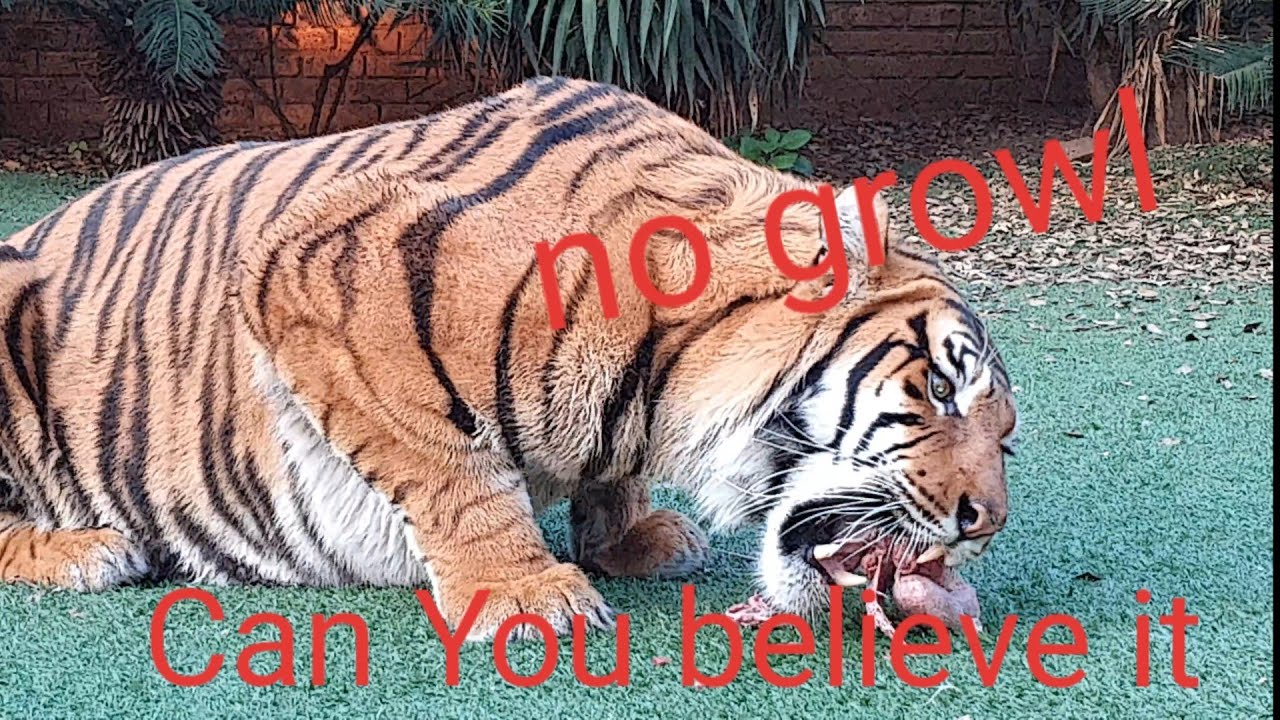 vlogs in spanish That look on his face when He saw something in the water!