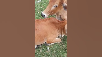 Sapi lucu | Lembu | Lembu Lucu | Suara Sapi | Sapi moo#sapi #lembu #sapijinak #lembujinak #sapi