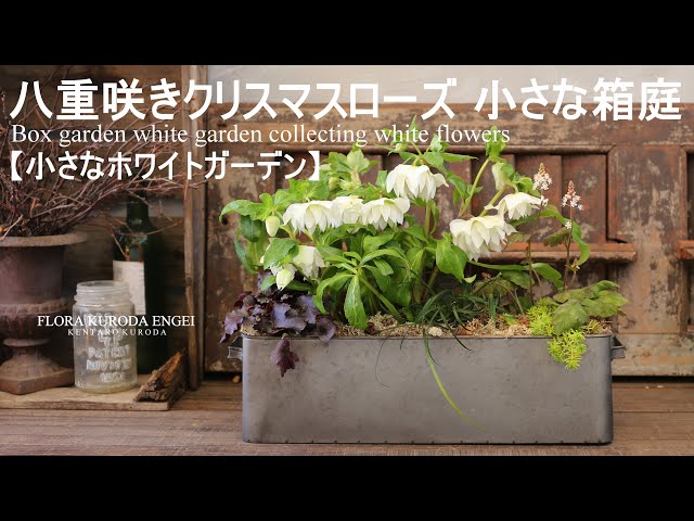 寄せ植え／白いクリスマスローズの小さな箱庭【冬のガーデニング