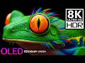 Hidden Wild Animal Kingdom 8K HDR 120FPS Dolby Vision