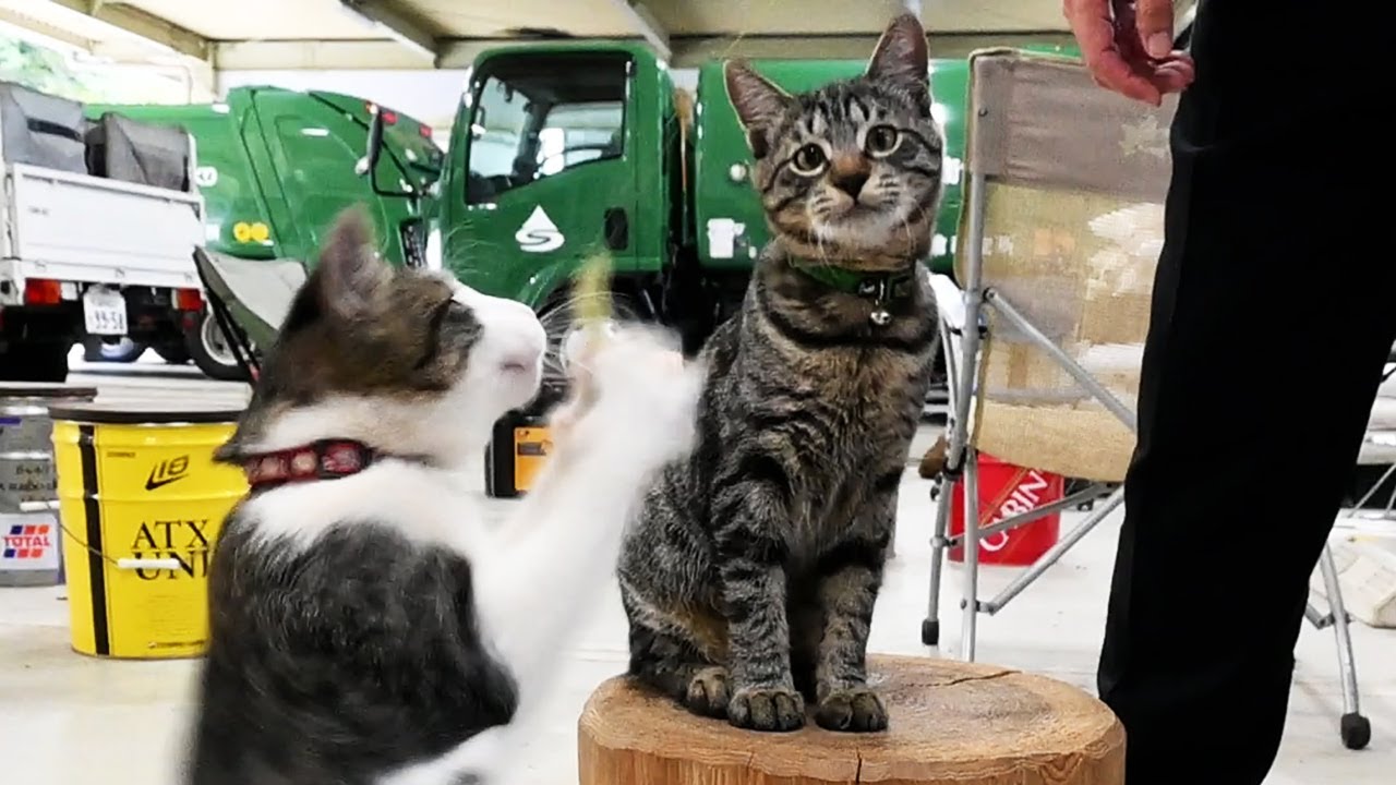 2匹の公務員ネコ 職場は市役所の車庫 ごみ収集車を天敵から守る Youtube