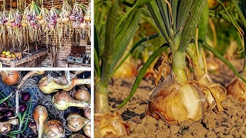 Growing Onions from Sowing to Harvest
