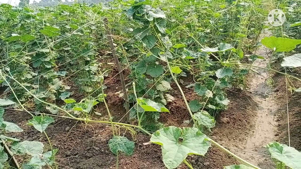 Ridge gourd Simple Process cultivation