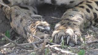 close up from cheetah claws at central kalahari game reserve in botswana screenshot 5