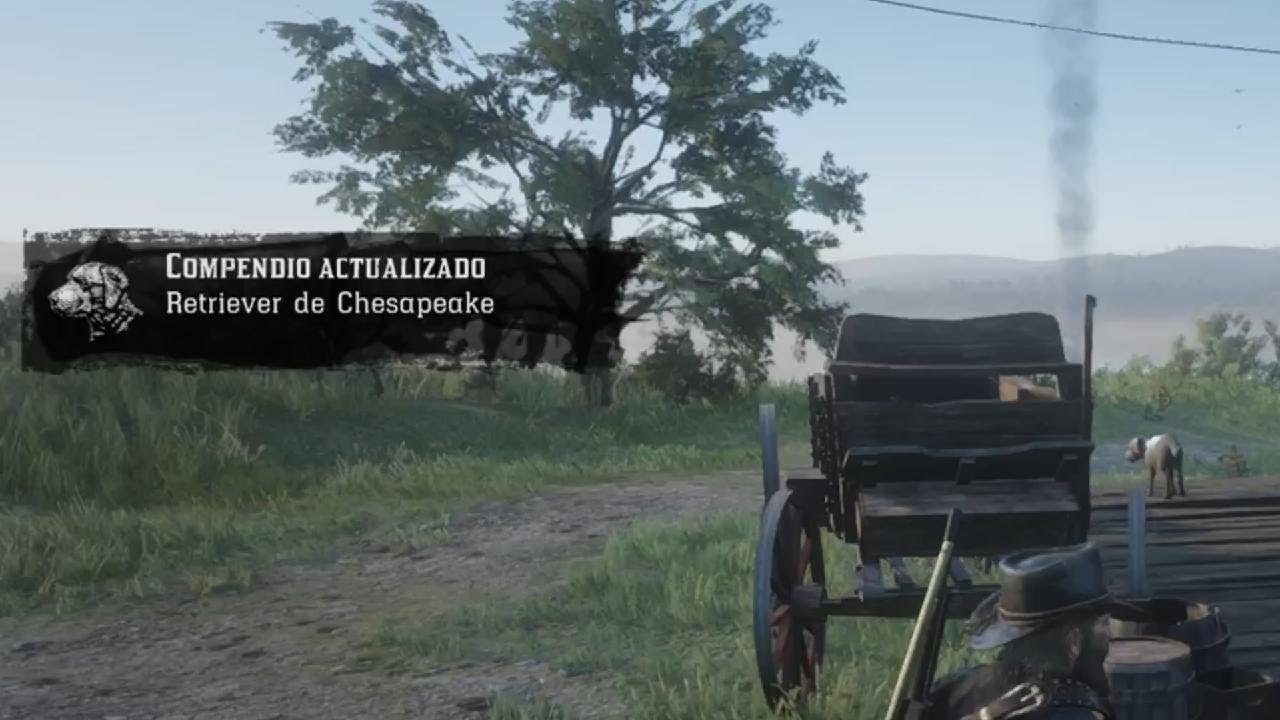 Ubicacion RETRIEVER DE CHESAPEAKE (PERRO) | Red Dead Redemption 2 | Im_pache