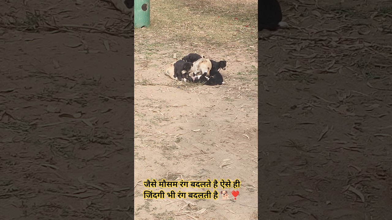 Jab Tum Aa Jate Ho Samne ❣️🐕❣️#shorts #respect #dog #bejuban #Gmsahu