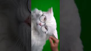 Fluffy Cat With Round Gles Green Screen Fashion, Style, Cool Stock Video