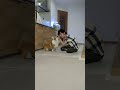 コーギーの内緒話を聞きてあげたらこうなる