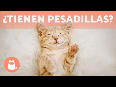 Video: Interpretación De Los Sueños: Por Qué Sueñan Los Gatitos