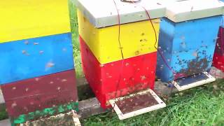 Bee Venom Collector - Collecting