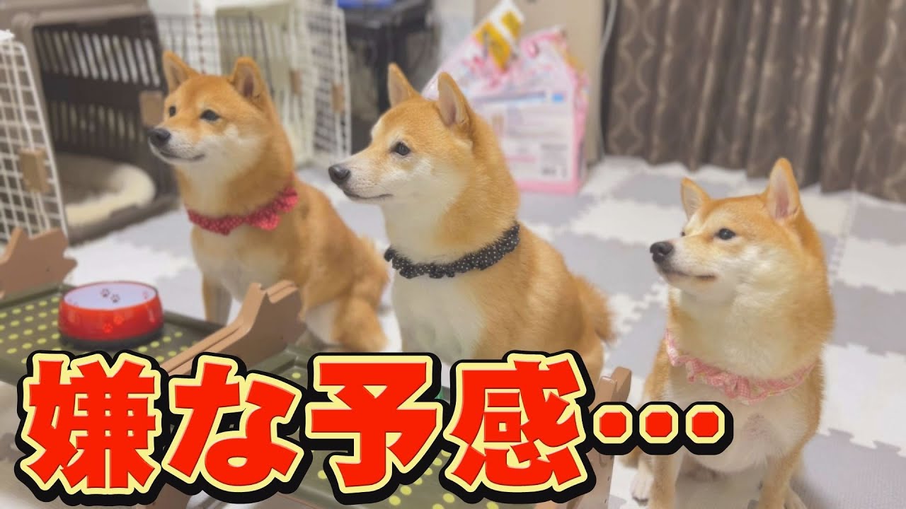 Shiba Inu] You'll definitely laugh out loud right after this, so