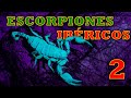 Escorpiones ibéricos - 2ª Parte