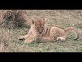 Funny! 1,5 month old cute lion cub asking for mom&#39;s attention