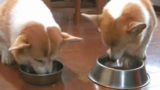 ヤギミルクで始まる朝