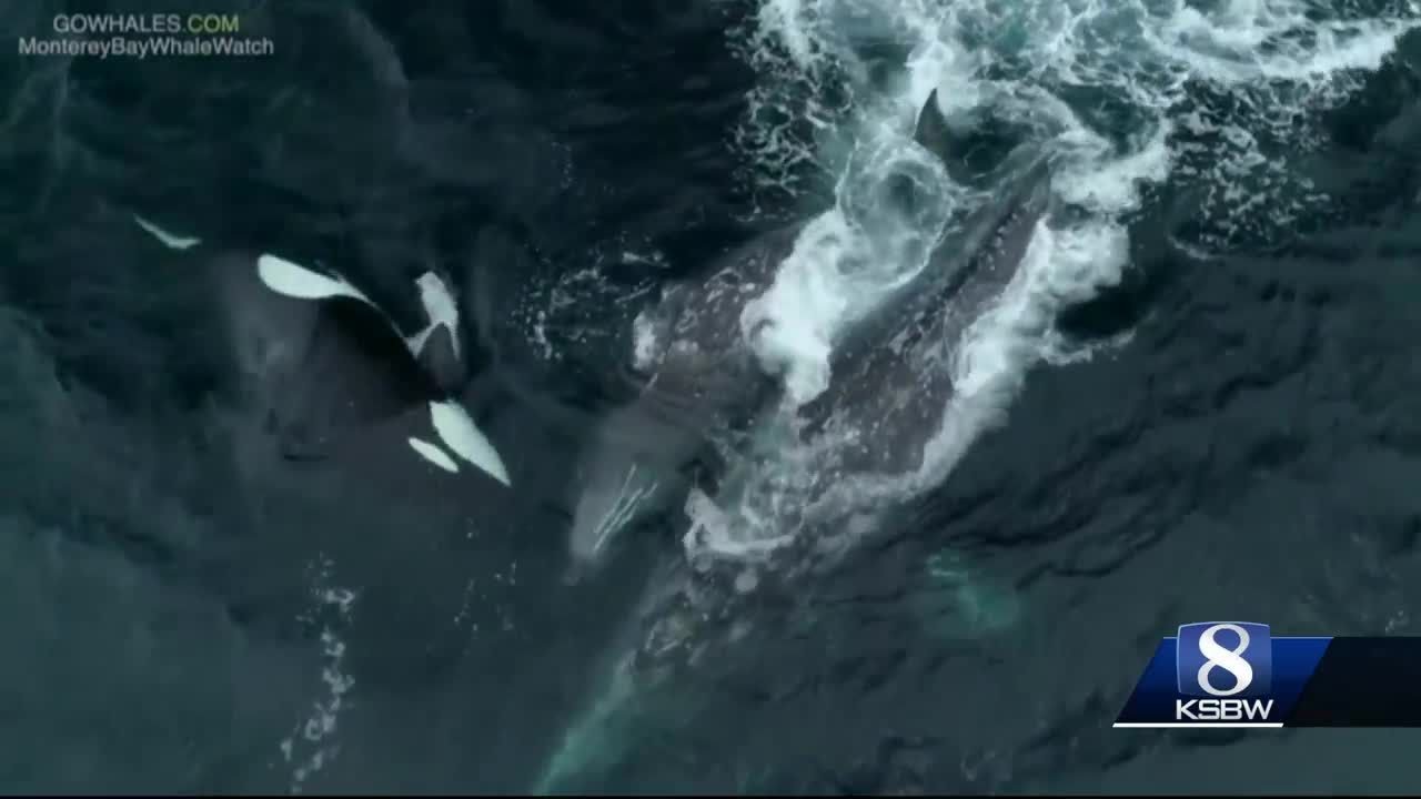 Hour long orca attack on gray whale caught on camera california roll