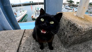 漁港にいた黒猫を撫でるとゴロゴロ言いながら擦り寄ってきた