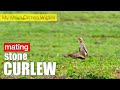 Eurasian stone curlew mating.  (Burhinus oedicnemus)