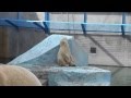 Белый медвежонок Новосибирский зоопарк