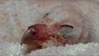 Cute Owl Chick Hatches | Super Powered Owls | BBC Earth