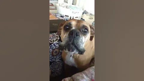 Boxer dog is talking to his mommy