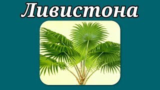 Пальма Ливистона. Уход в домашних условиях Пальма Ливистона. Уход в домашних условиях