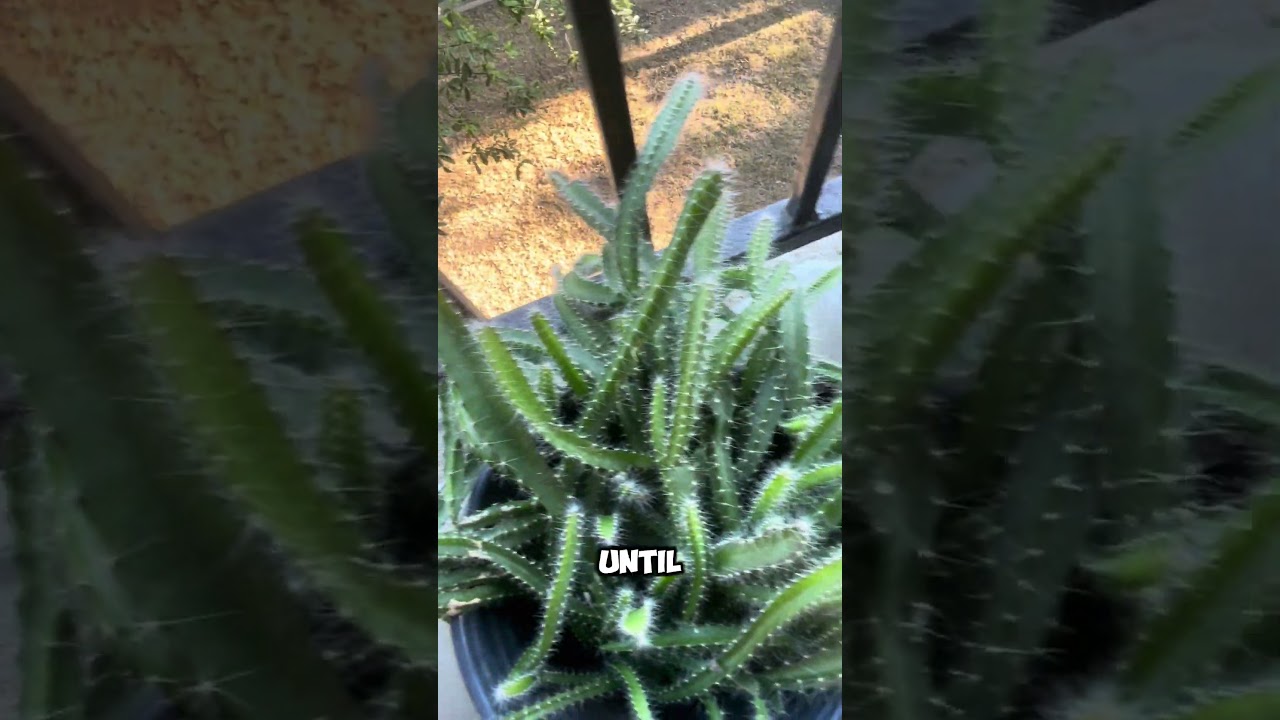 Day 386 of growing dragon fruit 