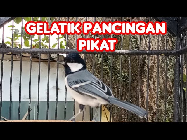 Suara Gelatik Batu Betina Gacor Mancingan Jantan | Arta Kicau class=