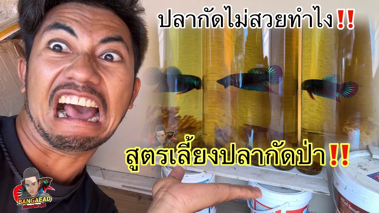 เปิดเผยเคล็ดลับ วิธีการเลี้ยงปลากัดป่าให้ดูมีสีสั่นสวยงามเป็นธรรมชาติ