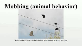 Mobbing (animal behavior)