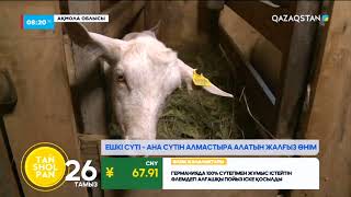 Ешкі сүтінің пайдасы қандай? Елордалық Серік Бердіғожин Сексек ата түлігінен несібесін тауып отыр