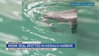 What do you do when you see a seal eating an eel