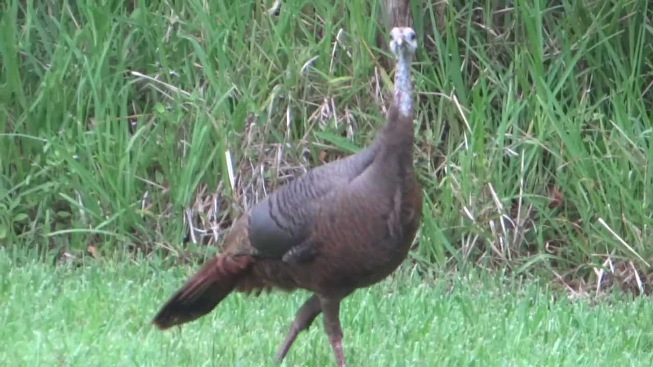 dsc-hx200v firmware update Wild Turkey in Florida
