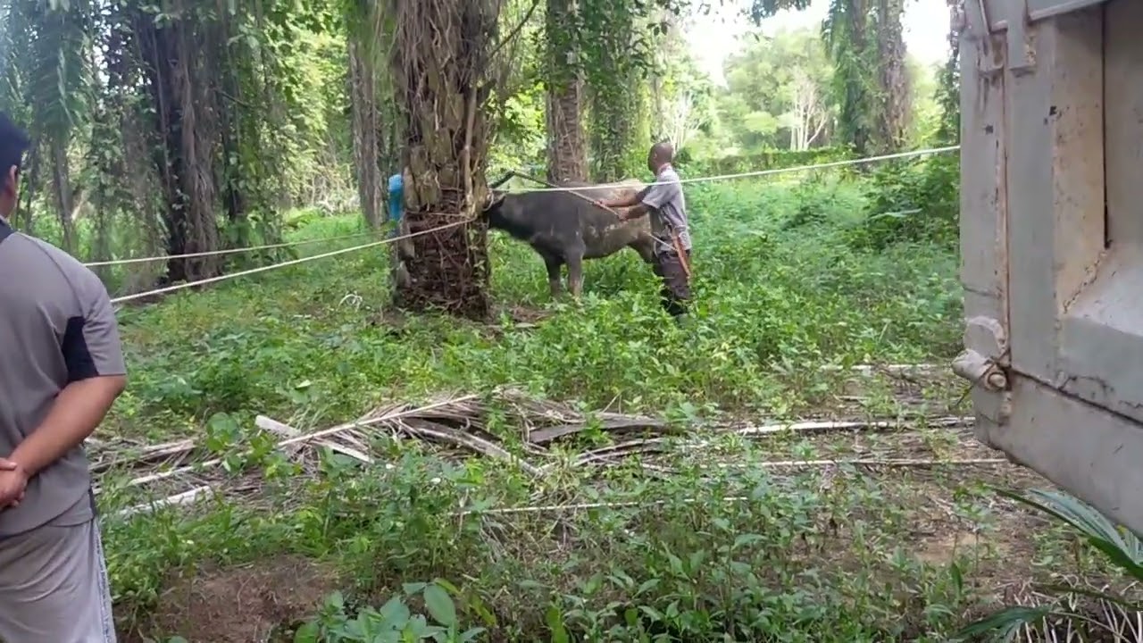 tangkap kerbau