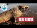 Illegal Net Nearly Kills Seal