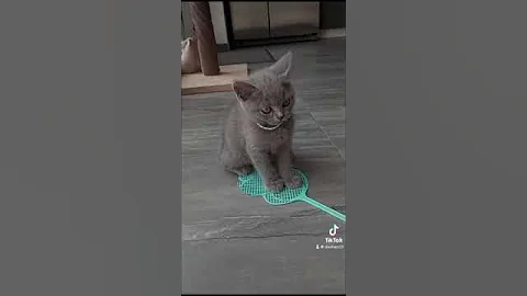 Video 7378201: britishshorthair cat cute funny, beautiful sweet cat