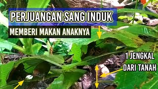 Download Lagu tertangkap camera || indukan burung prenjak ngasih makan anaknya di alam - epik petualang MP3