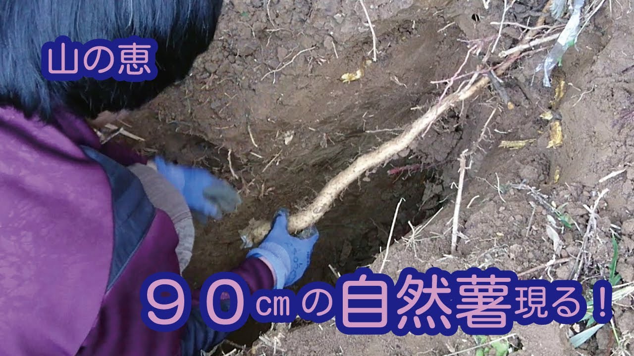 長さ90cmの自然薯に挑む！どこまで続くのか掘ってみた　DIYで筋トレ