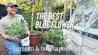 The Prettiest Blue Flower & Small Garden Tasks screenshot 3