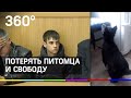 Водитель сбил хаски, но тюрьма грозит его хозяину