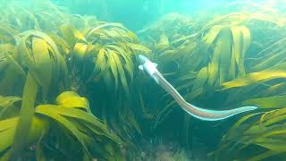 Information Dive 1 - (Snorkelling and Spear Fishing South West UK) Update