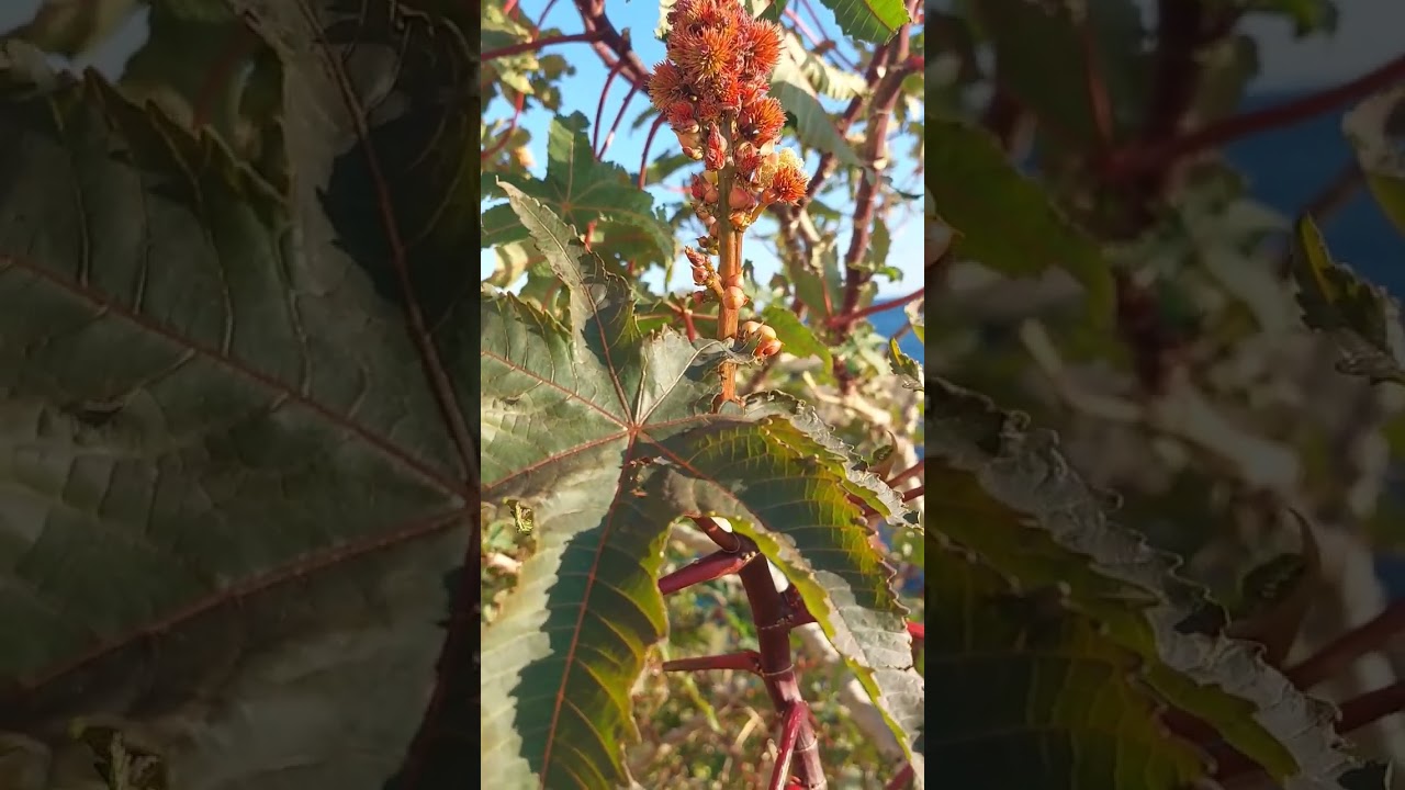 Лекарственные растения. Клещевина обыкновенная