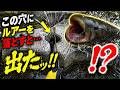 【ナマズ釣り】ここにルアーを落とすと…この穴ヤバすぎた!