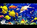 4K Stunning Underwater Wonders of the Red Sea + Relaxing Music - Coral Reefs &amp; Colorful Sea Life
