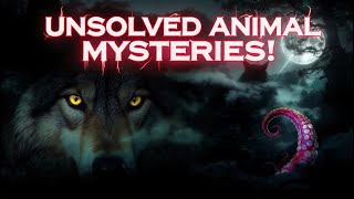 Celebrity “10 Animal Mysteries Scientists STILL Can’t Explain!” Net Worth