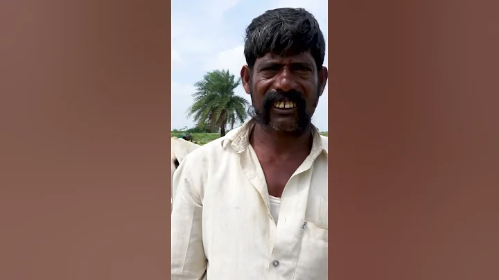 Fresh cow dung cleaning with traditional spade at dairy farm #cow #cattlefarm #farming #dairyherd