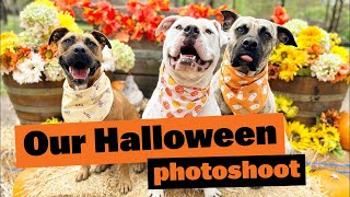 Our Halloween Photoshoot #americanstaffy #americanbulldog #mastiff